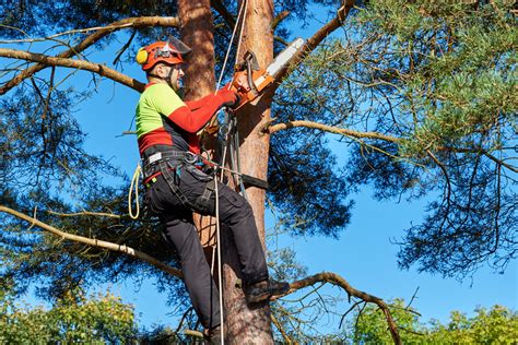 Professional Tree Removal Services .